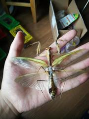 Rhombodera