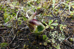 Corybas orbiculatus