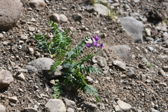 Oxytropis arctica