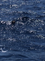 Ardenna tenuirostris