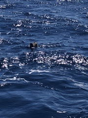 Ardenna tenuirostris