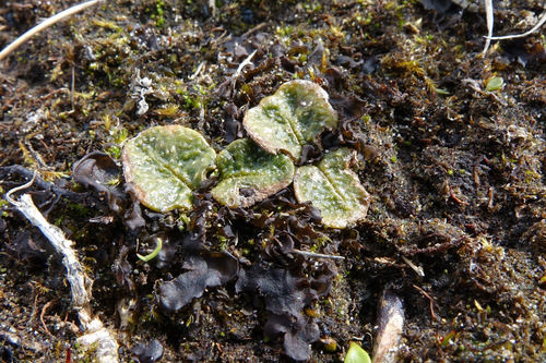 Mazus arenarius, photograph 3