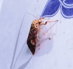 Ammatho cuneonotatus