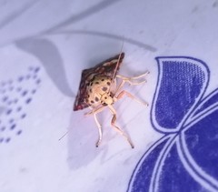 Ammatho cuneonotatus