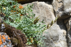Oxytropis arctica