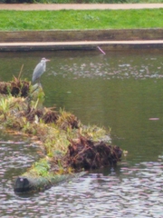 Ardea cinerea