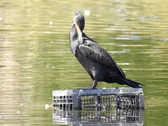 Phalacrocorax carbo novaehollandiae