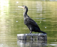 Phalacrocorax carbo novaehollandiae