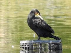 Phalacrocorax carbo novaehollandiae