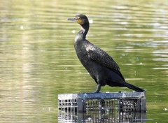 Phalacrocorax carbo novaehollandiae