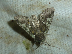 Dichonia aeruginea