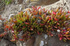 Disphyma australe australe