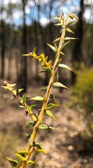 Acacia amblygona