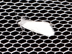 Schoenobiinae