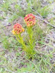 Ceratandra grandiflora