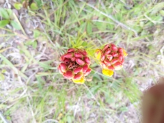 Ceratandra grandiflora