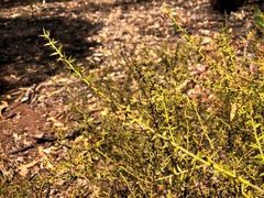 Acacia amblygona