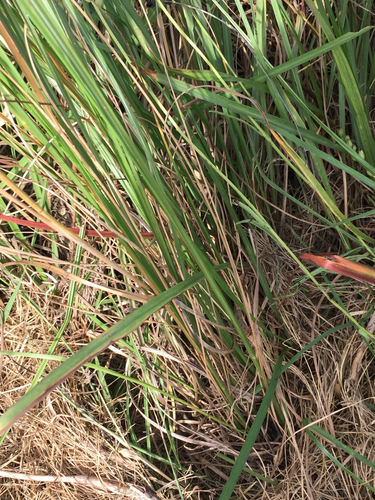 Sporobolus indicus