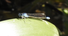 Ischnura heterosticta