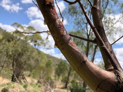 Acacia deanei