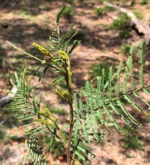 Acacia deanei