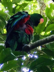 Eclectus roratus