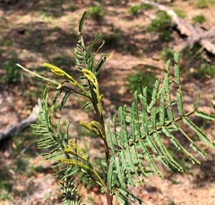 Acacia deanei