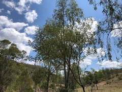Acacia deanei