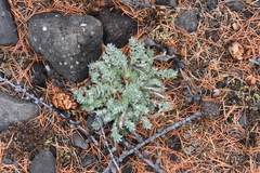 Oxytropis putoranica