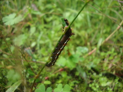Acronicta rumicis