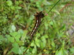 Acronicta rumicis
