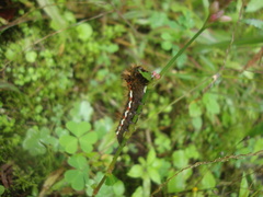Acronicta rumicis