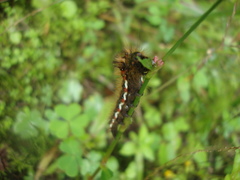 Acronicta rumicis