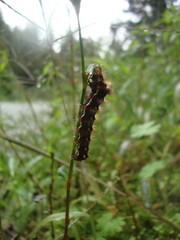 Acronicta rumicis