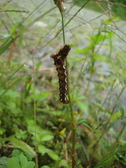 Acronicta rumicis