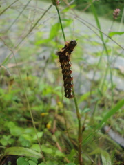 Acronicta rumicis
