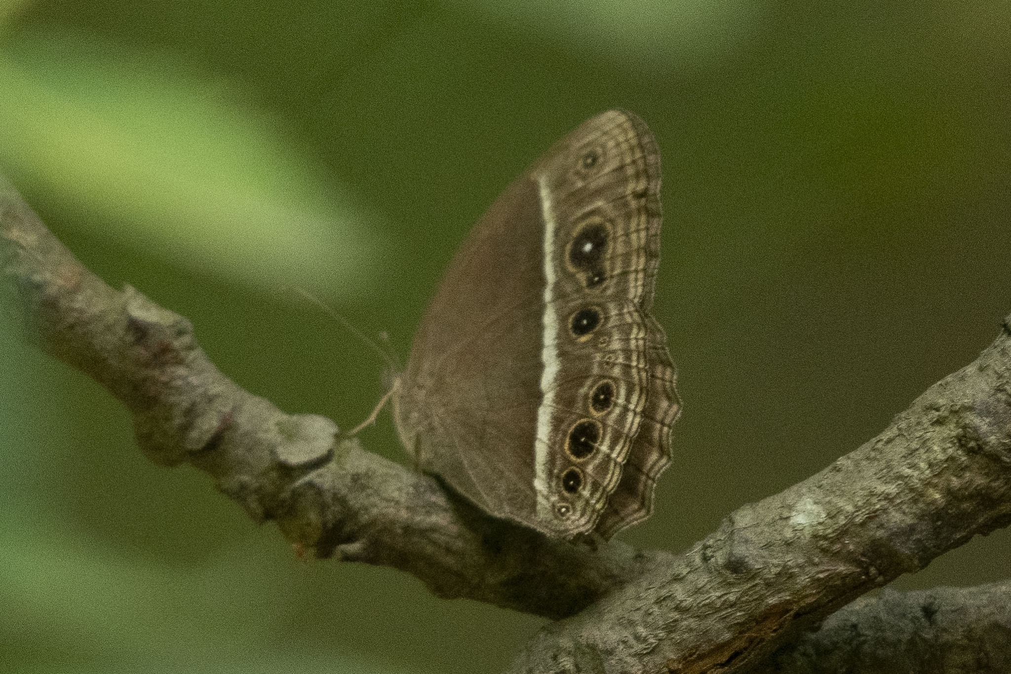 Tamil Bushbrown