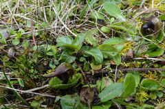 Corybas orbiculatus