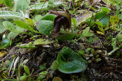 Corybas orbiculatus
