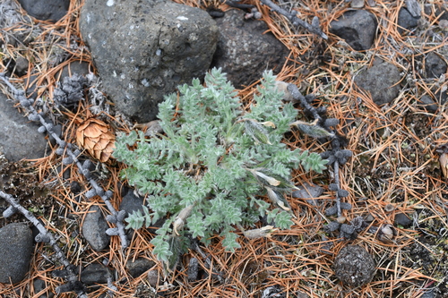 Oxytropis putoranica · iNaturalist