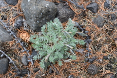 Oxytropis putoranica