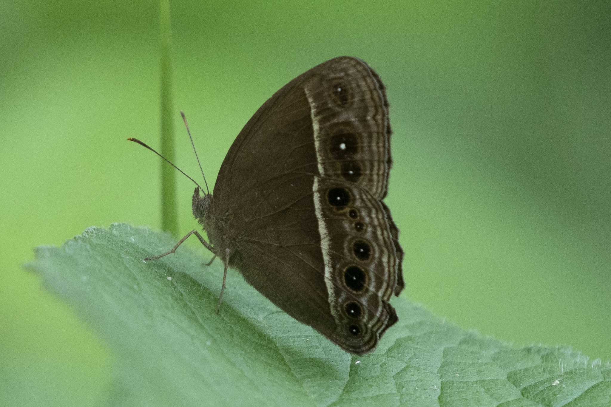 Tamil Bushbrown