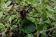 Corybas orbiculatus