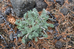 Oxytropis putoranica