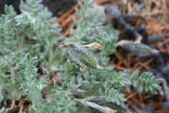 Oxytropis putoranica