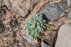 Oxytropis putoranica