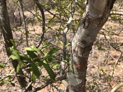 Alectryon diversifolius