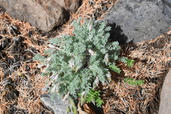 Oxytropis putoranica