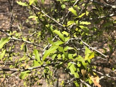 Alectryon diversifolius