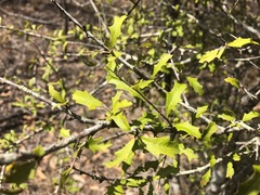 Alectryon diversifolius